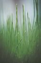 Gras van Robert Wiggers thumbnail