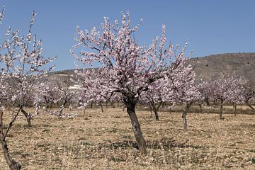 Pink almond blossoms by Cora Unk