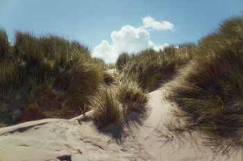 Dünen von Schiermonnikoog
