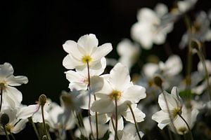 printemps sur Tania Perneel