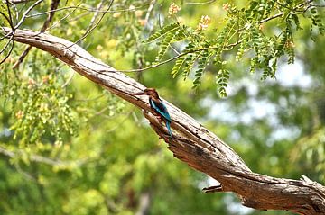 Kingfisher in tree Sri Lanka by Frans van Huizen