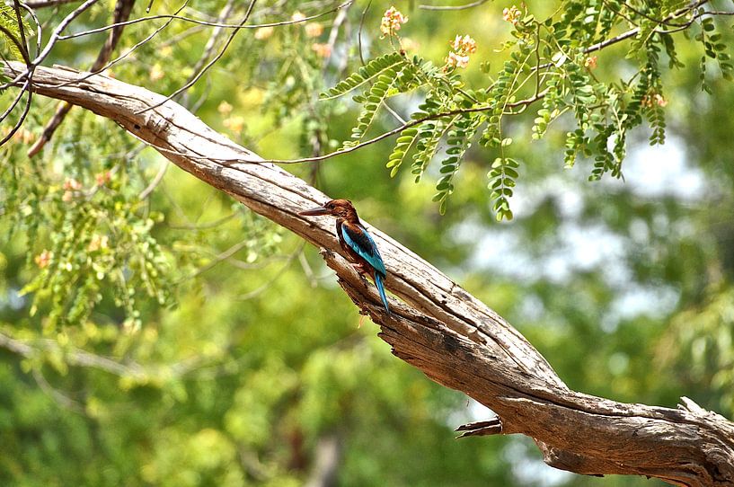 Martin-pêcheur dans un arbre Sri Lanka par Frans van Huizen