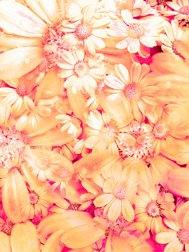flowerPower