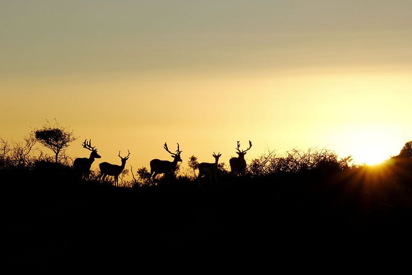 Landschap met damherten by sunset par Yvonne Steenbergen