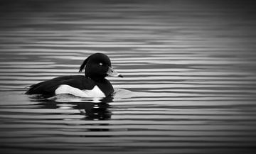 The tufted duck by Maickel Dedeken