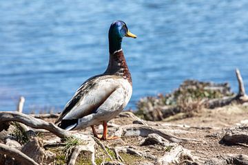 Canard colvert mâle sur t.ART