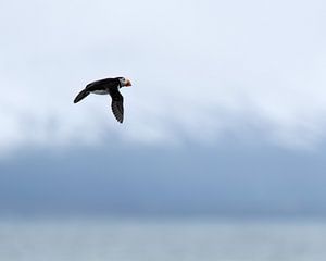 Papageientaucher im Flug