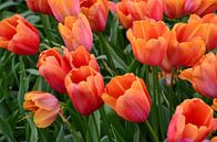 Oranje Tulpen van Marcel van Duinen thumbnail