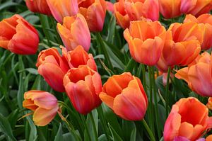 Oranje Tulpen von Marcel van Duinen