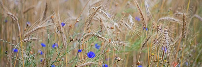 Roggen und Kornblumen von Hanneke Luit