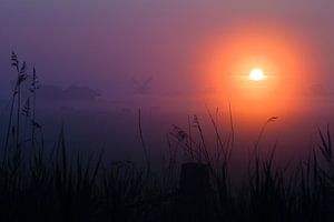 Molen in de mist tijdens zonsopkomst sur Mark Scheper