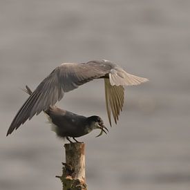 Black tern by Rinnie Wijnstra