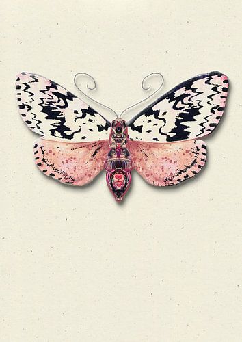 Papillon de nuit moucheté avec ombre illustration d'insecte