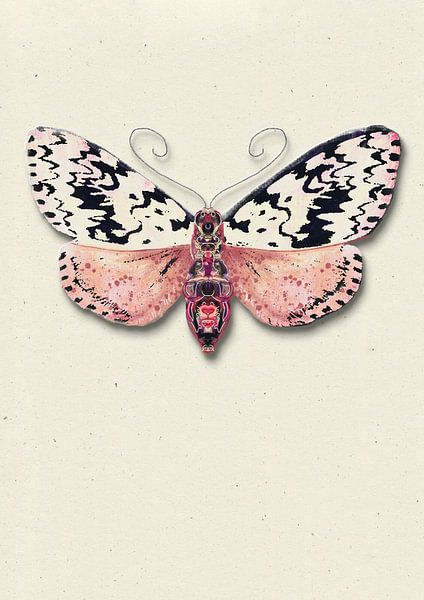 Papillon de nuit moucheté avec ombre illustration d'insecte par Angela Peters