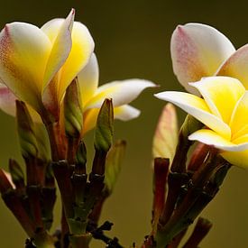 Raffinierte Blumenmotive in einem asiatischen Garten von Frank Photos