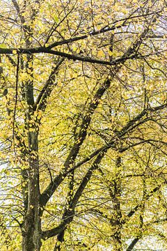 Herbst in der Innenstadt von Den Bosch von Photolovers reisfotografie