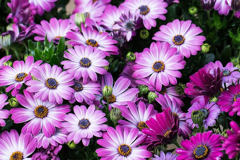 Spanish daisy by Klaartje Majoor