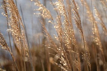 Wuivend riet van Margo Biewinga