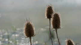 Zeddam -- Montferland van Montferland Fotografie