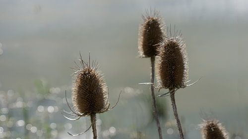 Zeddam -- Montferland