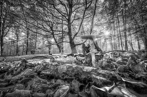 Paddenstoelenbos in de herfst in zwart-wit