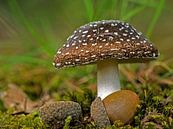 Panteramaniet paddenstoel. van Robert Moeliker thumbnail