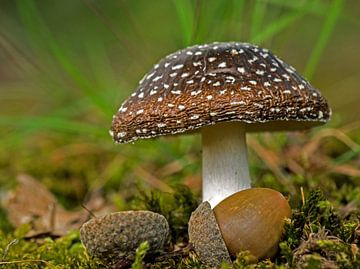 Panteramaniet paddenstoel. van Robert Moeliker