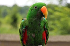 Ara - Papegaai - vogel  von Fotografie Sybrandy