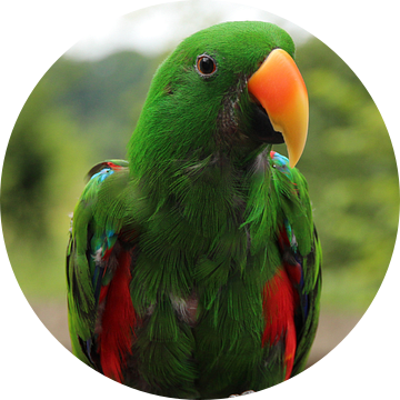 Ara - Papegaai - vogel  van Fotografie Sybrandy