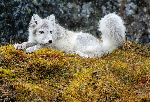 Poolvos liggend op mos in Spitsbergen