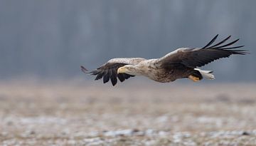 Europese Zeearend van Menno Schaefer