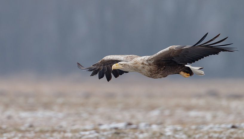 White tailed eagle  von Menno Schaefer