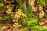 Familie paddenstoelen van Rob Smit thumbnail