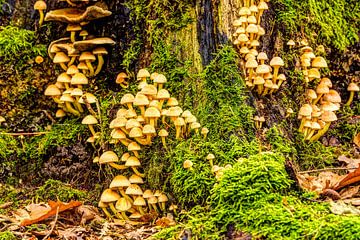 Familie paddenstoelen