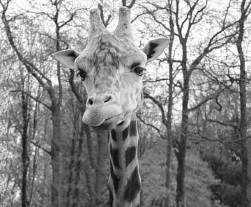 Giraffe in black and white by Jose Lok