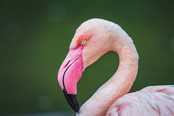 Flamingo van Carin IJpelaar