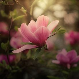 Photo of Pink Magnolia flowers in spring by Joriali photography and paintings
