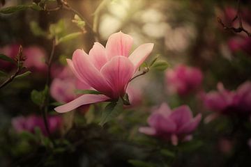 Foto von rosa Magnolienblüten im Frühling von Joriali Fotografie und Gemälde
