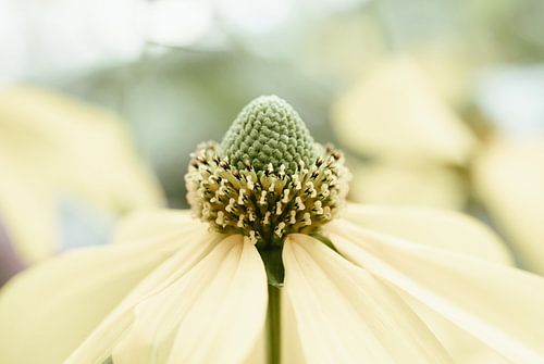 Close-Up of a Flower in Light Yellow