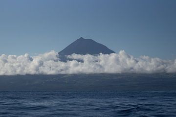 Pico sur Andrea Ooms