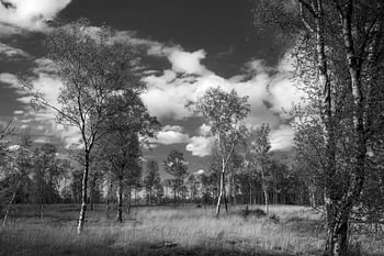 Ostfriesland - Heidelandschaft