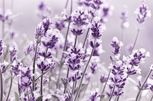 Lavender by Violetta Honkisz