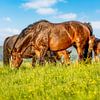 Paarden met veulens op de Zuid-Limburgse heuvels van John Kreukniet