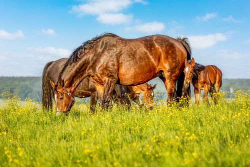 Paarden met veulens op de Zuid-Limburgse heuvels