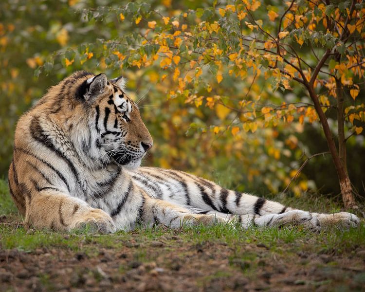 Sibirischer Tiger im Herbst von Patrick van Bakkum