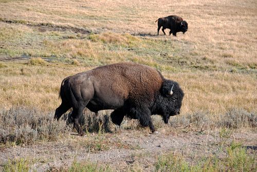 YELLOWSTONE NATIONAL PARK -  USA