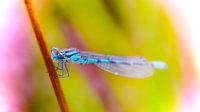 blue dragonfly