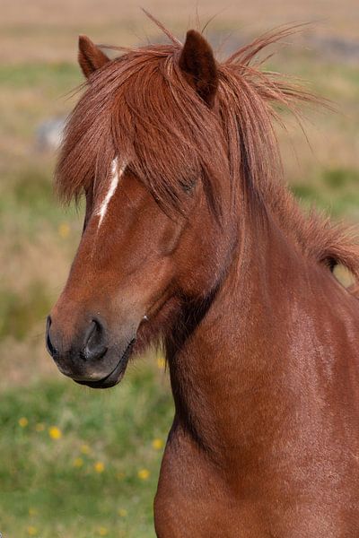 Icelandic Pony by Thomas Heitz