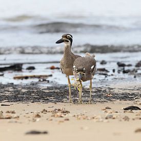 beach stone-curlew ,Esacus magnirostris,Queensland, Australia von Frank Fichtmüller