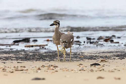 strandloper, Esacus magnirostris, Queensland, Australië